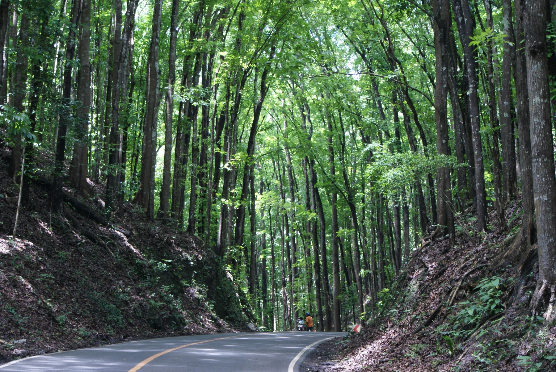Kurbadong aktibong highway sa Bilar Man-Made Forest