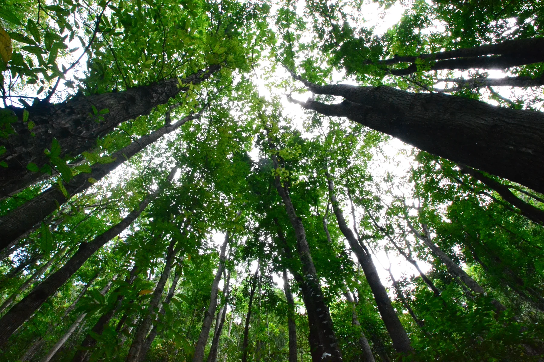 Suga nga mosulod sa baga nga canopy