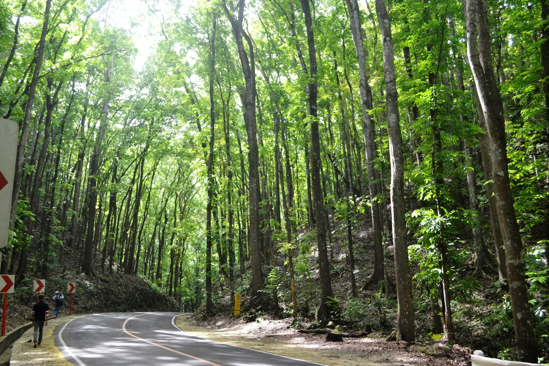 Mature mahogany plantation sa Bilar