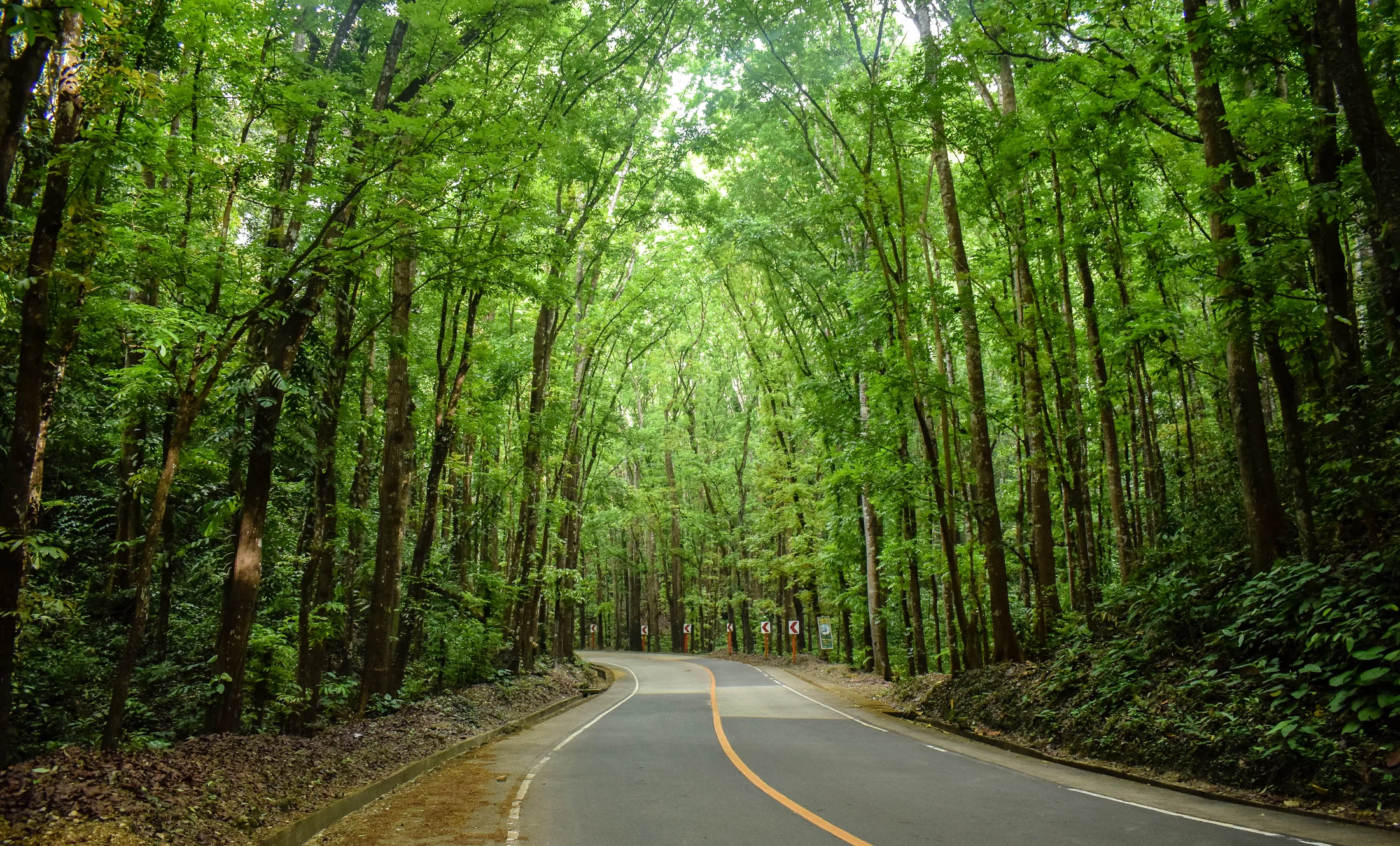 Bilar Man-Made Forest nga dalan ilawom sa mahogany canopy