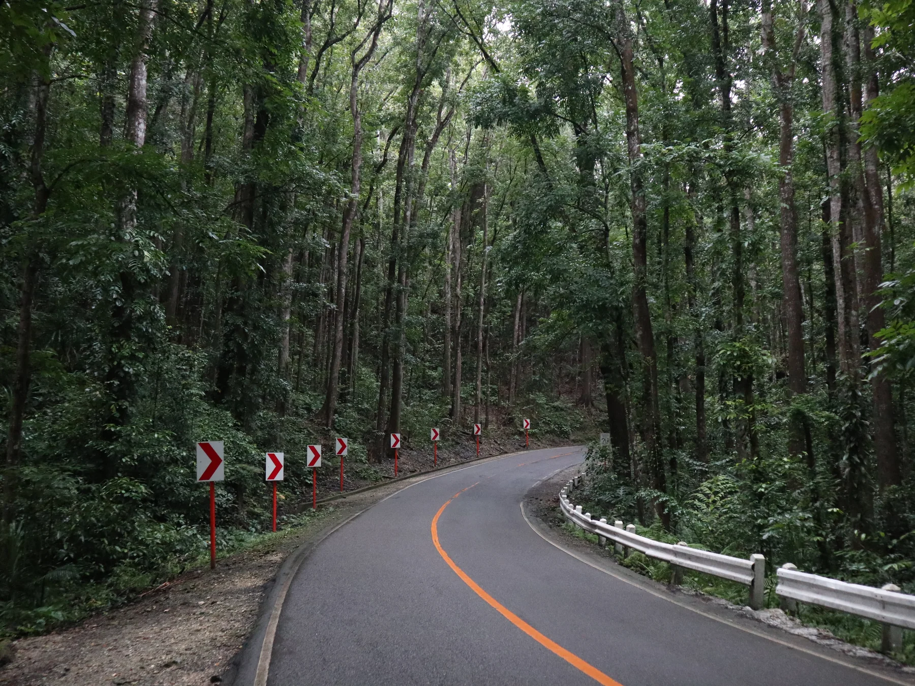 Mga kahoy nga mahogany sa kilid sa Loay Interior Road