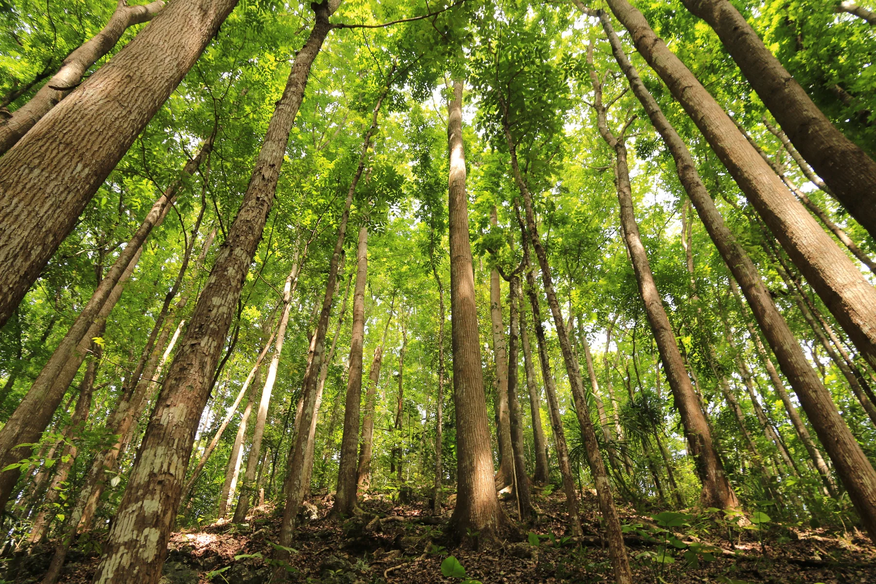Mga punoan sa kahoy sa Bilar Man-Made Forest